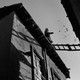 A black-and-white photo of a man looking up at some nearby birds from a rooftop