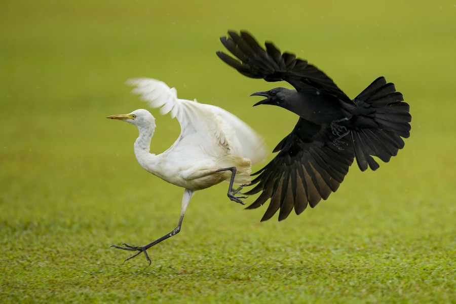 A crow flies at a fleeing egret on a cricket pitch.