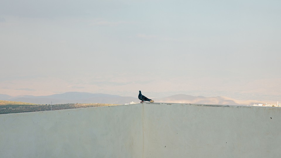 A pigeon on the roof of a home in the West Bank
