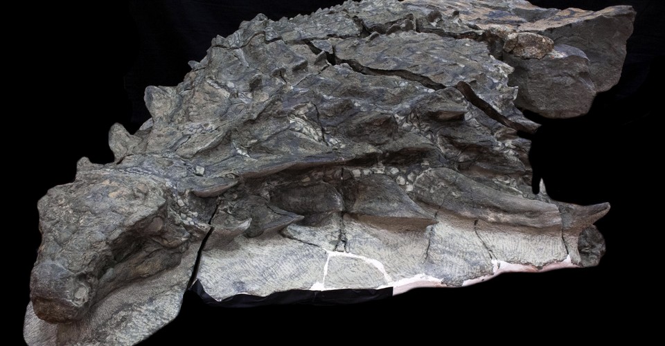most well preserved dinosaur fossil