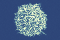 A close-up image of a T cell