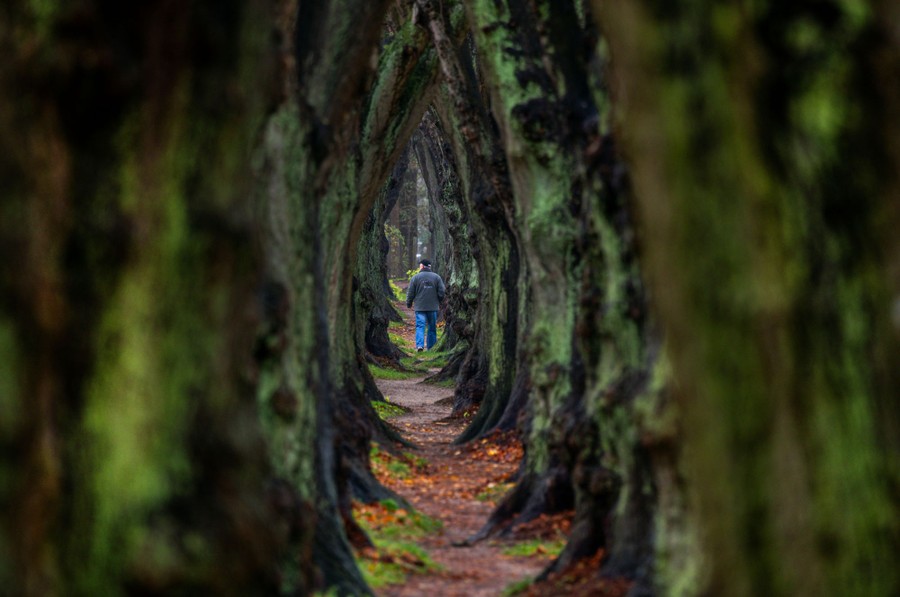 A man walks along a narrow avenue of tall trees.