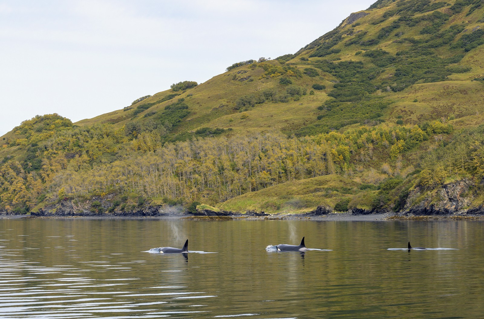 The dorsal fins of three orca whales are visible as they swim near shore, beneath a forested slope.