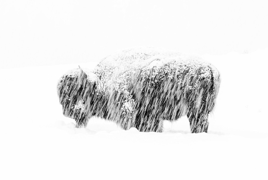 Winners Of Wildlife Photographer Of The Year 2019 The Atlantic