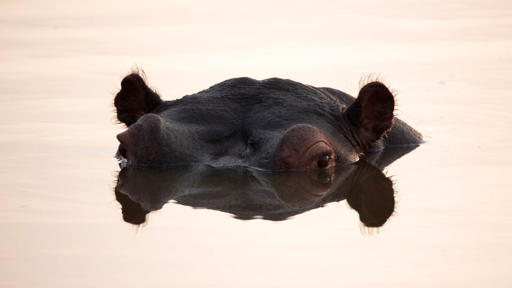 Hippos Poop So Much That Sometimes All the Fish Die The Atlantic