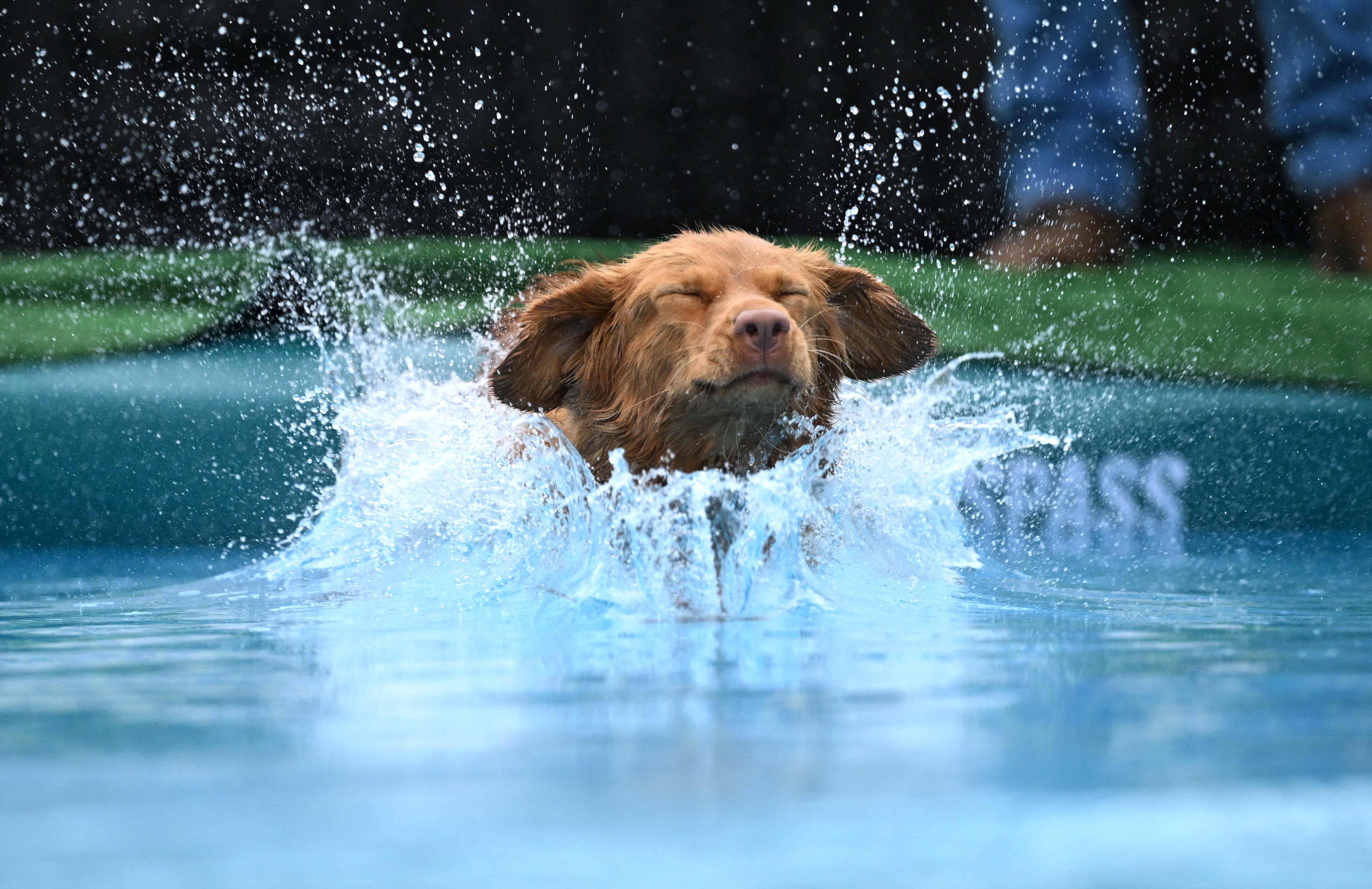 The dog closed his eyes as it splashed into the pool.