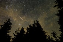 Photograph of the night sky over evergreen trees