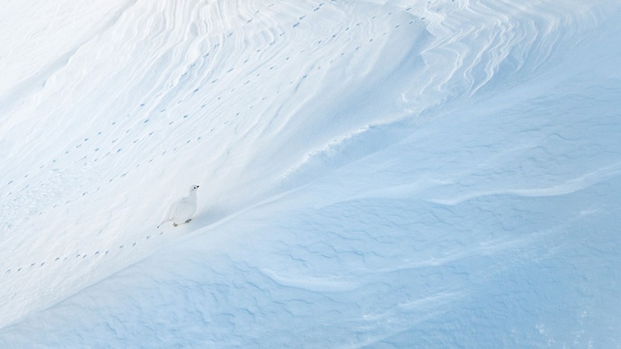 A white bird walks on a wind-carved snow bank, leaving footprints.