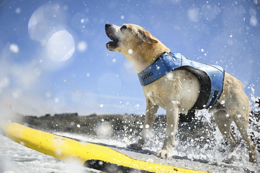 A dog barks while riding on a surfboard.