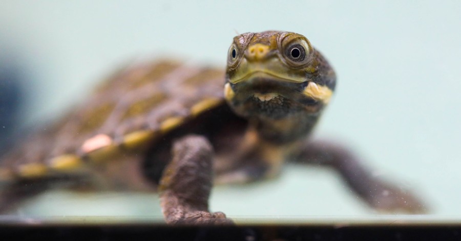 A close capture of a turtle hatchling