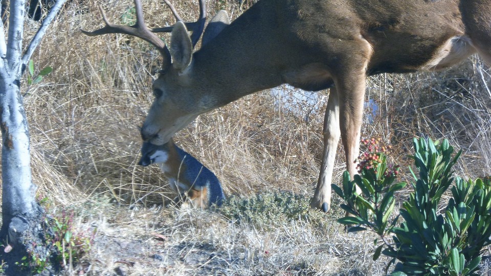 A buck licks the head of a small island fox in a grass clearing