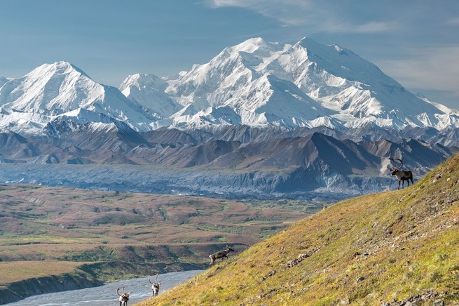 Caribou graze in front of Denali, the tallest mountain in North America at 20,310 feet (6,190 meters), in Alaska's Denali National Park and Preserve.