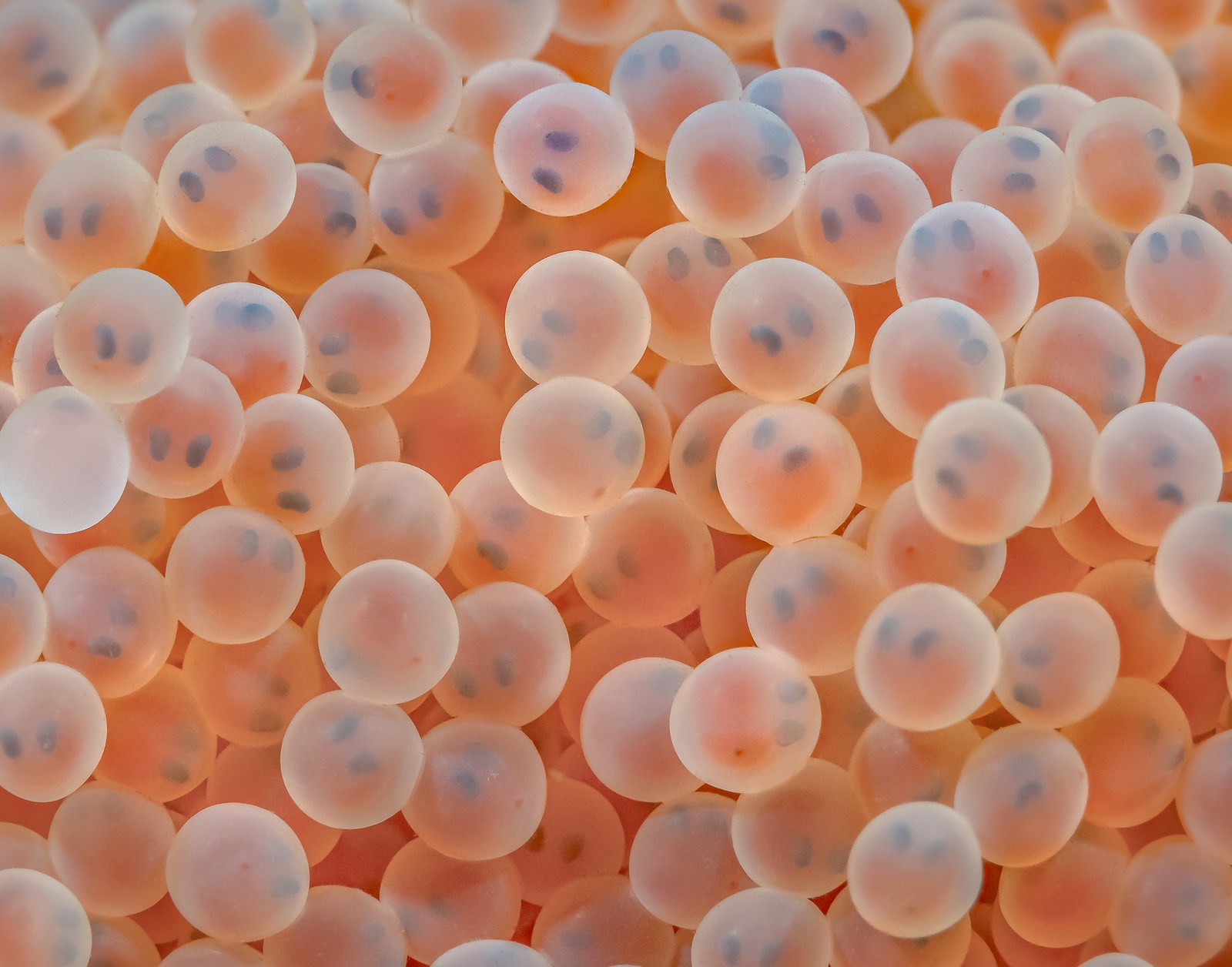 A close view of dozens of small fish eggs, with eyes visible inside each shell.
