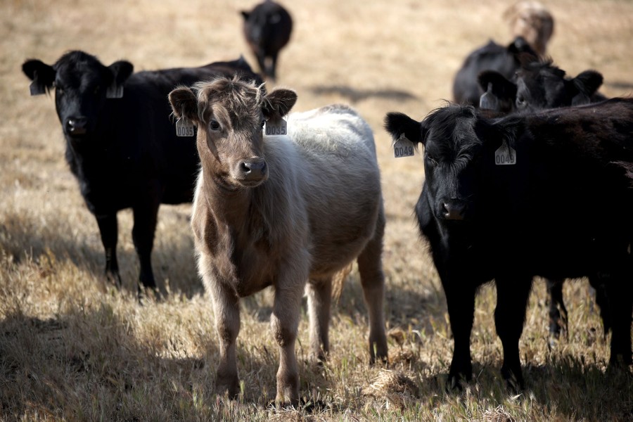 About six cows are seen in a field of dry grasses.