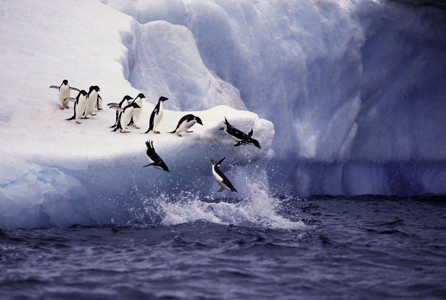 A group of penguins jumps off an iceberg into the water.