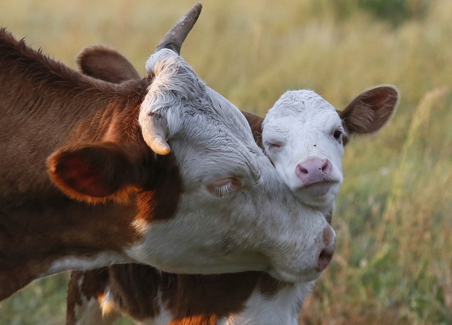 Cows - The Atlantic