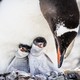 Two baby penguins nestling with a parent penguin
