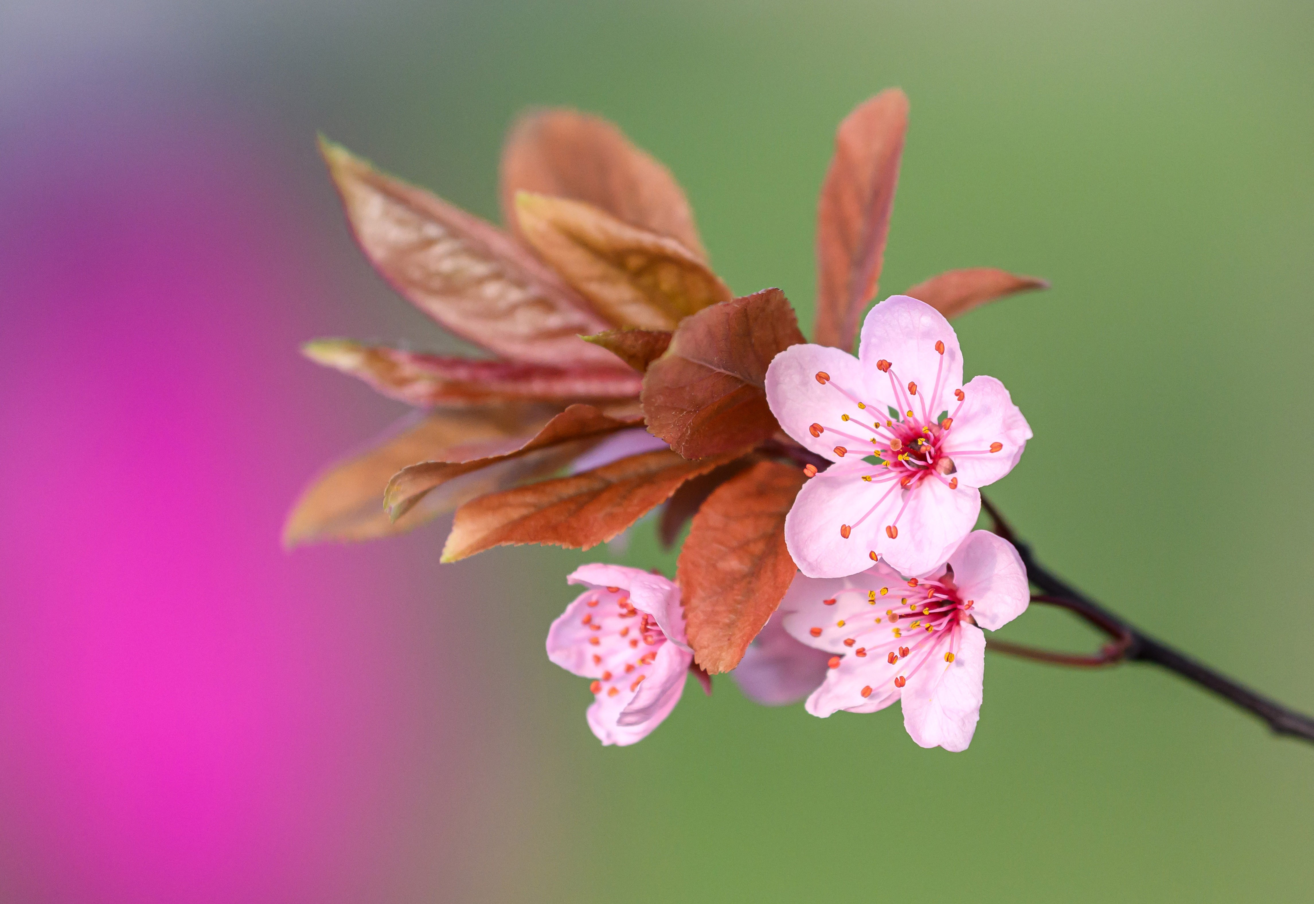 Flowers of a blooming cherry tree, seen up close