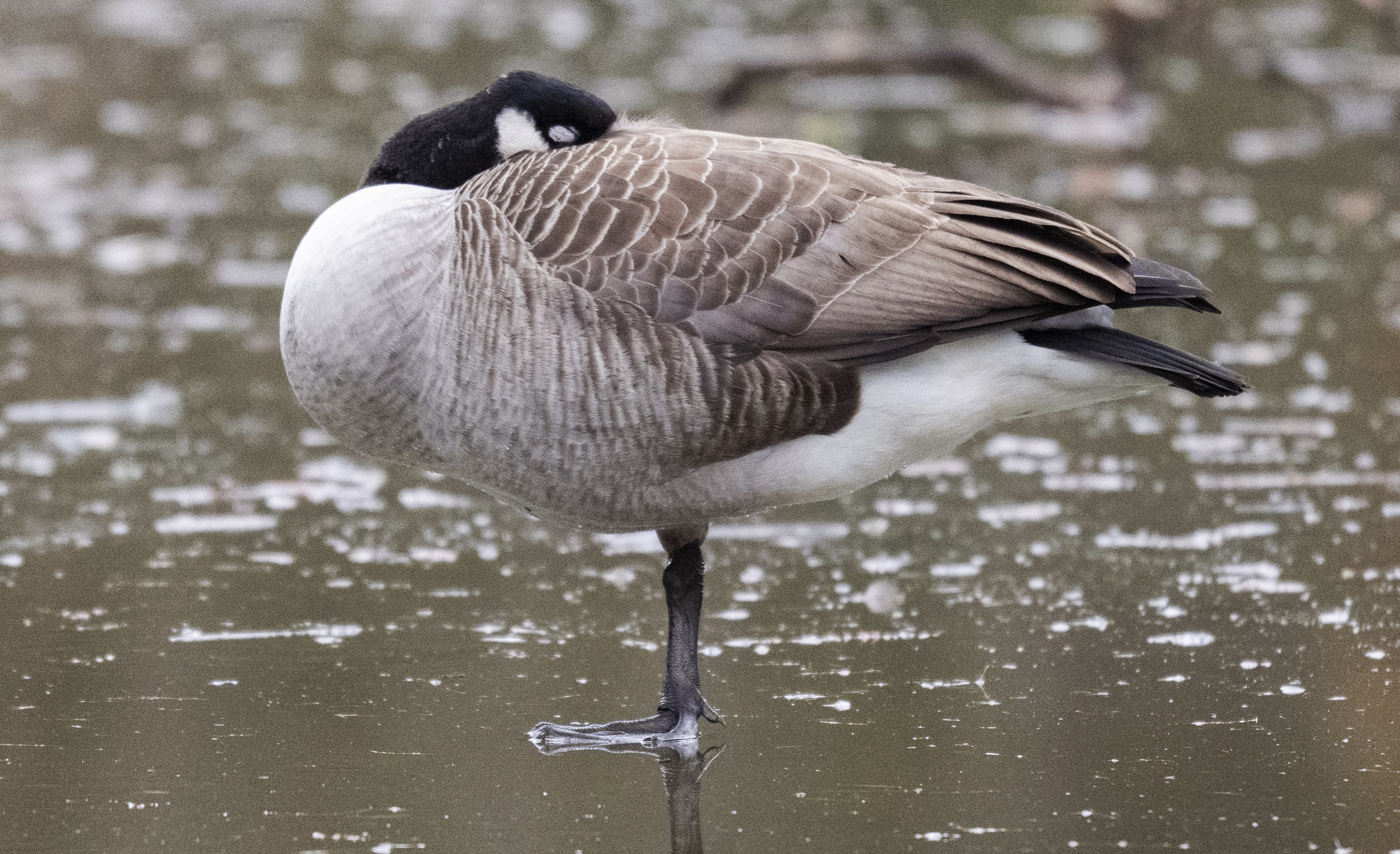 A Canada goose rests, standing on one leg, on the melting ice of a frozen lake.