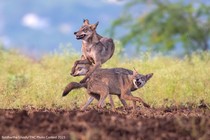 Three wolves play and jump over one another in a field