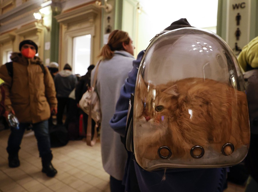 A person stands among others in a train station, wearing a backpack with a transparent rear panel and three small holes; a large marmalade cat is stuffed inside the pack.