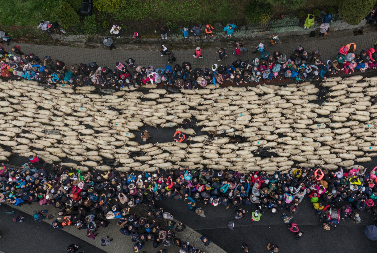 An aerial view of shepherds and sheep walking on a road, watched by a crowd of onlookers.