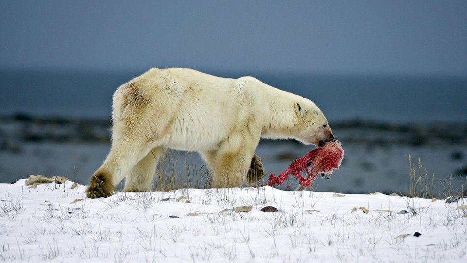 Polar bears vanishing from 'polar bear capital of the world' in Canada, Canada