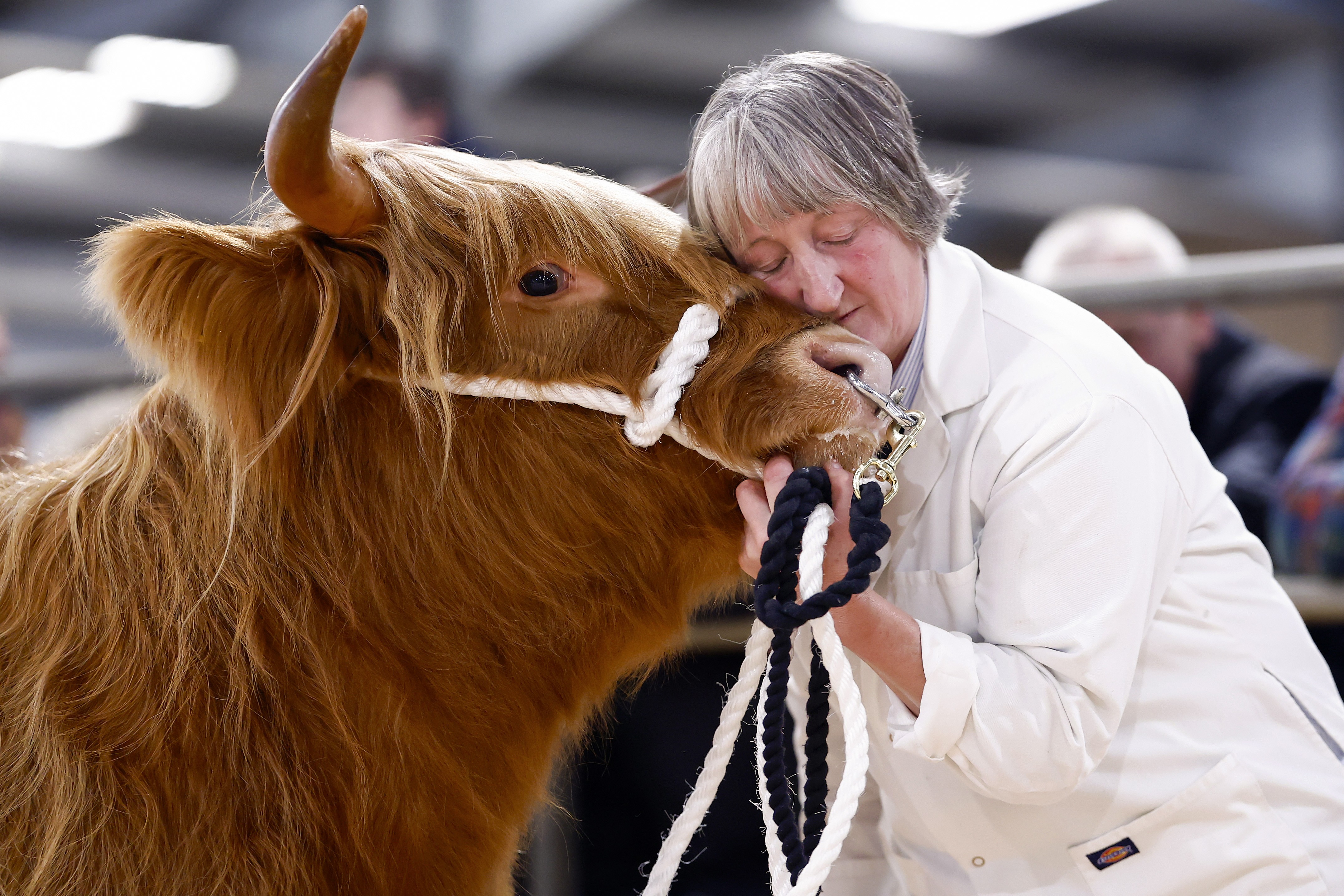 A handler pets a highland cow during an exhibition.