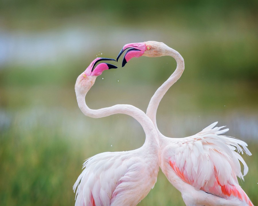 A pair of flamingos interact, beak-to-beak.