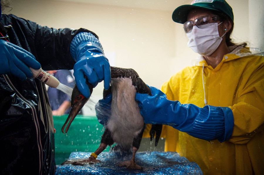 Two people hold and scrub an oil-contaminated cormorant.