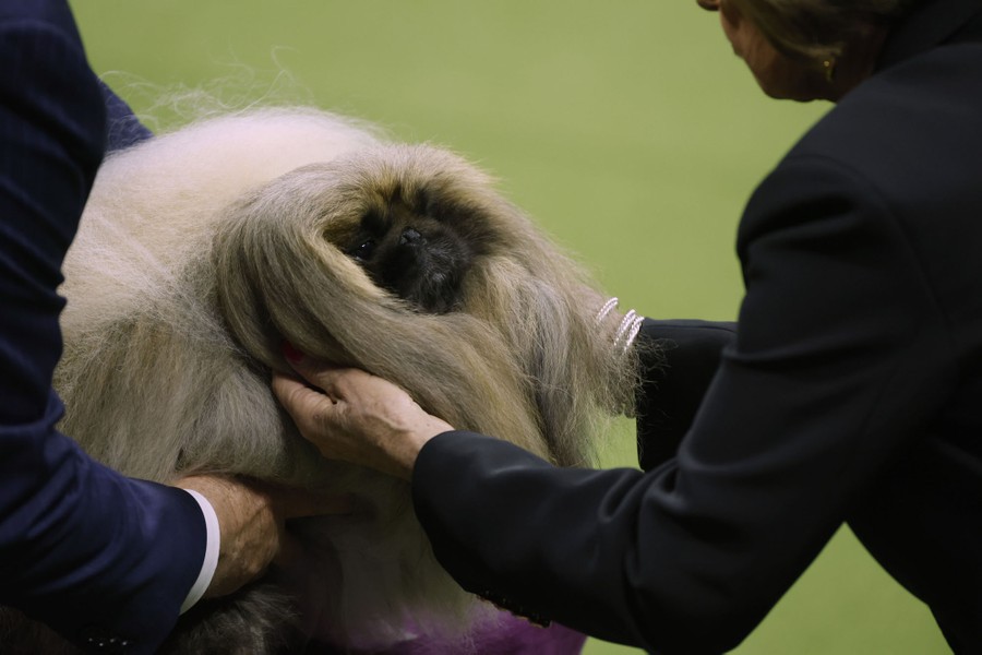 A person holds the head of a small, very fluffy dog.