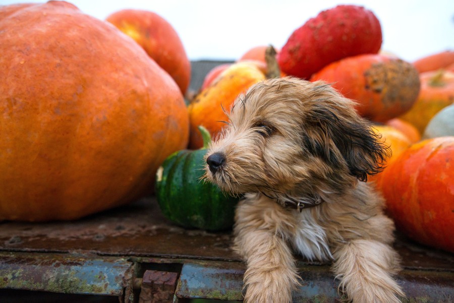 National Puppy Day Photos - The Atlantic