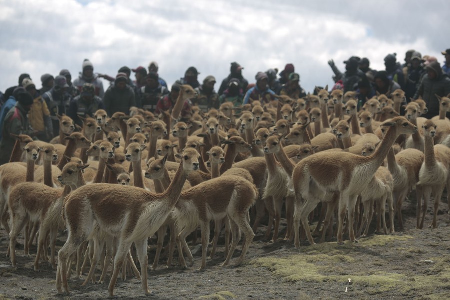 A herd of vicuñas gathers in front of several dozen people.