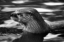 black-and-white photo of otter with mournful eyes in water