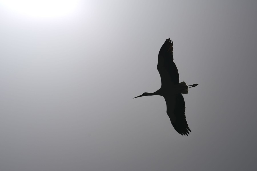 The silhouette of a stork flying overhead