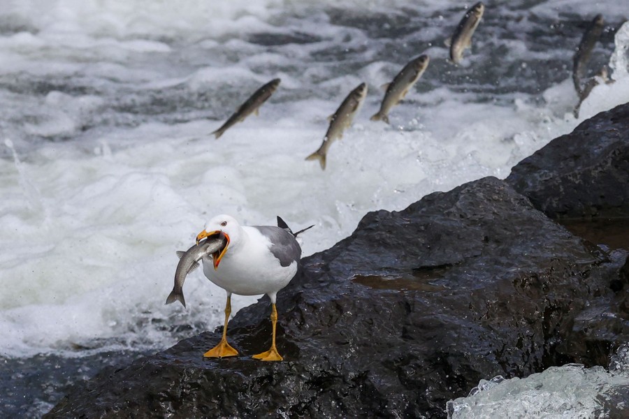 A seagull eats a small fish as other fish jump in a waterfall in the background.