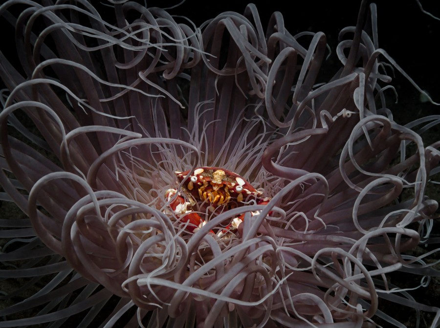 Un colorido cangrejo descansa dentro de una anémona de muchos tentáculos.