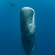 A diver descends toward the head of a sperm whale swimming perpendicular to the surface.