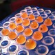 Bright-orange fertilized salmon eggs with the eyes of developing embryos visible inside, arrayed in a square in plastic wells