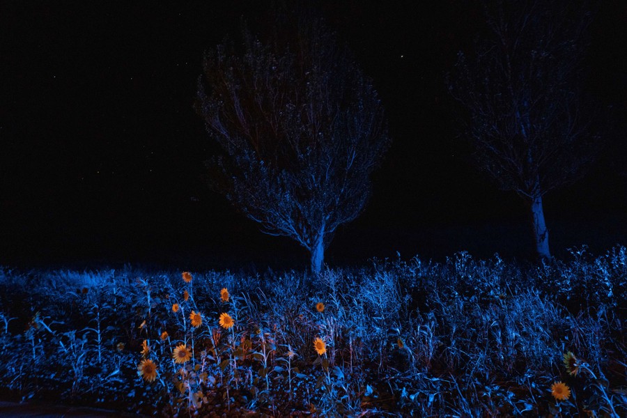 Several flowers glow yellow in a dark-blue landscape at the side of a road at night.