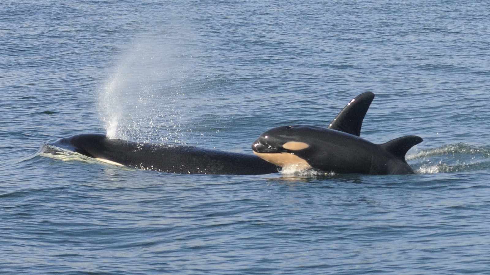 Another baby orca born to J pod — the second this month