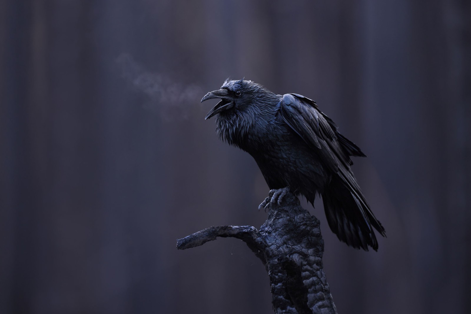 A raven, perched on a charred tree stump, calls out, its breath visible in the cool air.