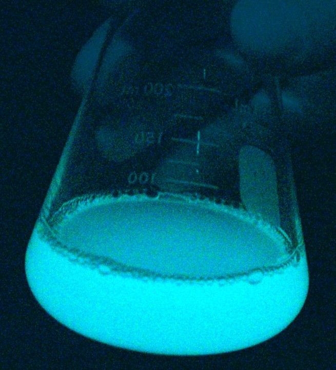 Water lit up by bioluminescent bacteria, in the same way they light up a milky sea.