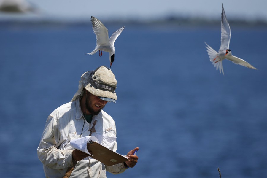 A person holding a clipboard and wearing a hat is pecked at by a tern hovering above.