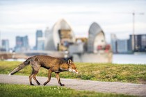 A fox walks on a path. Tall buildings and riverside structures are in the background.