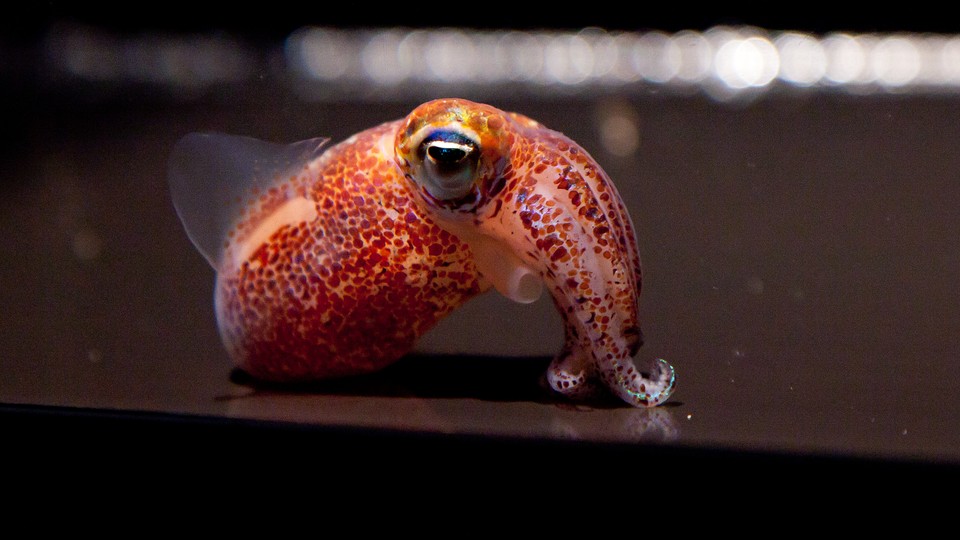 A Hawaiian bobtail squid