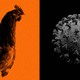 Adjacent images of a chicken and a coronavirus particle