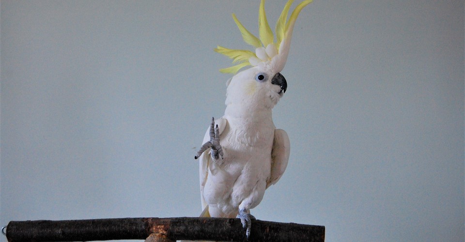 Why Snowball The Parrot Dances And Other Animals Don T The Atlantic