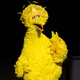 Big Bird on a black background