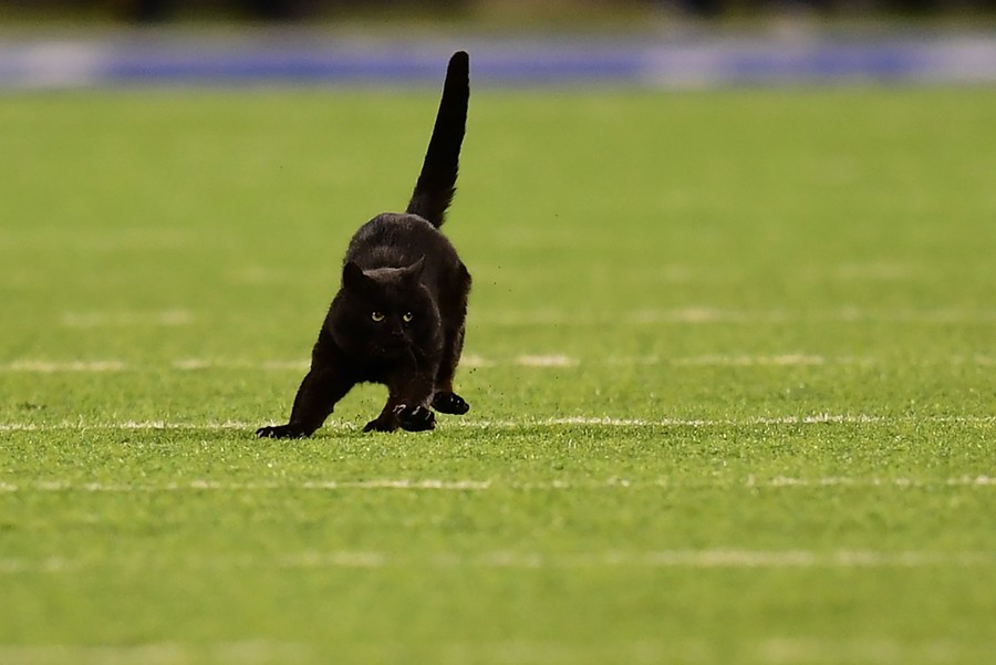 Photos: Animals on the Playing Field - The Atlantic